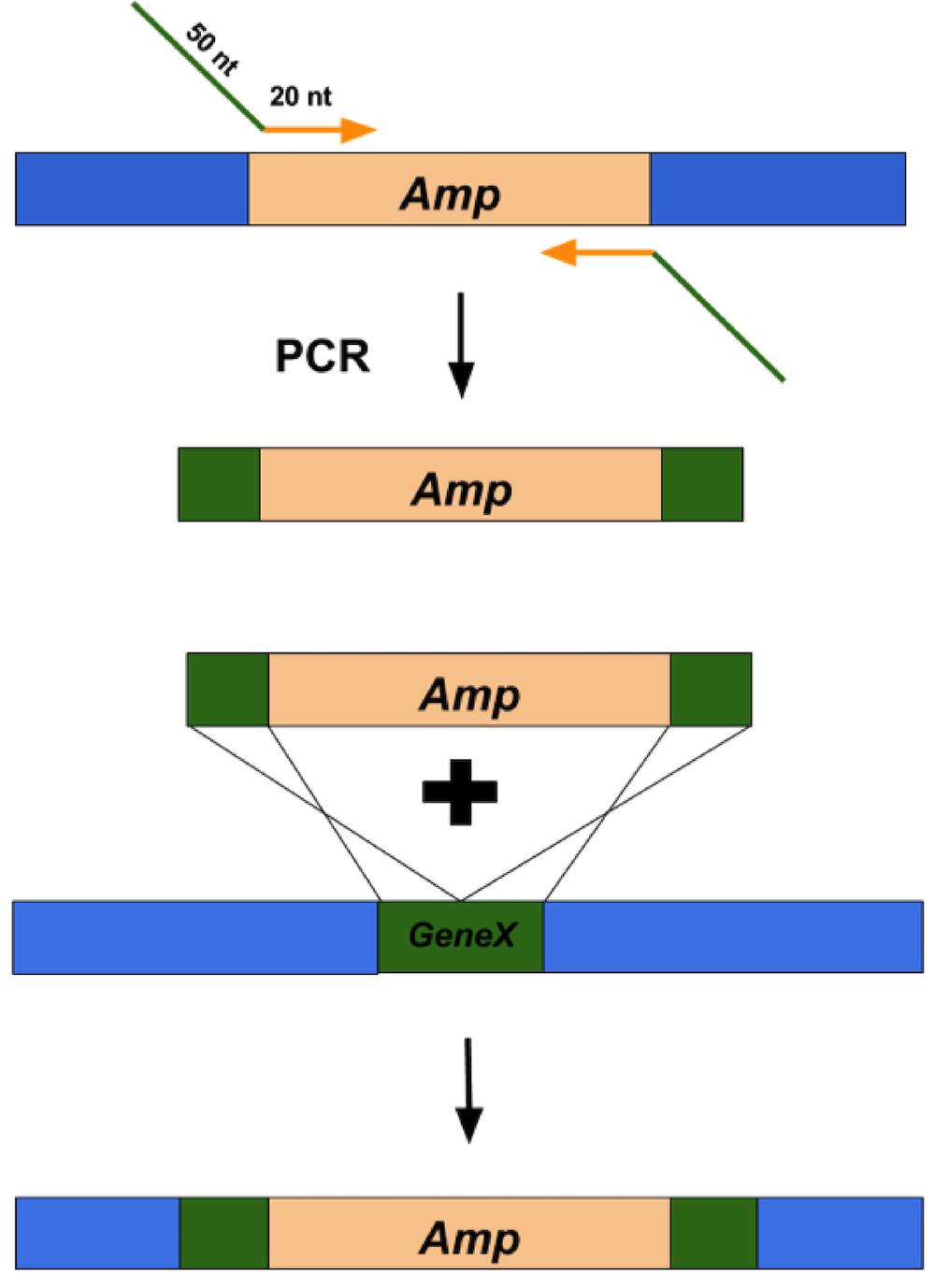 Lambda Red: A Homologous Recombination-based Technique For Genetic ...